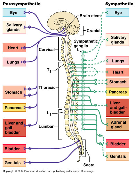 Understanding balance, understanding harmony. – Innovative Treatments